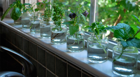 windowsill herb water garden abc cleaning company