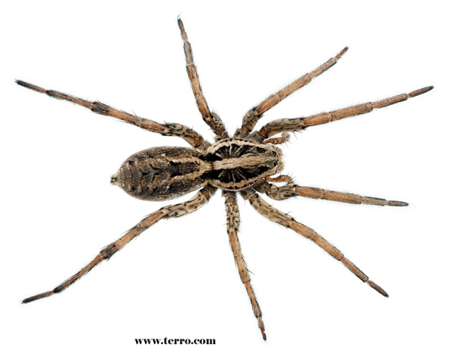 Wolf Spider