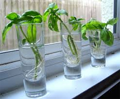 Herbs Growing in Water on Windowsill