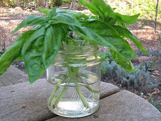 Basil in Water