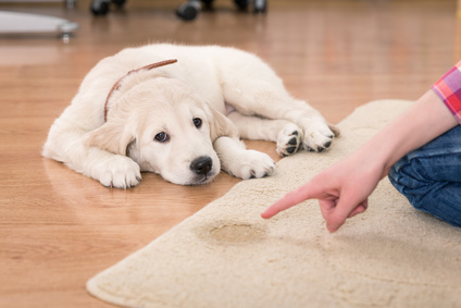 dog pee on rug