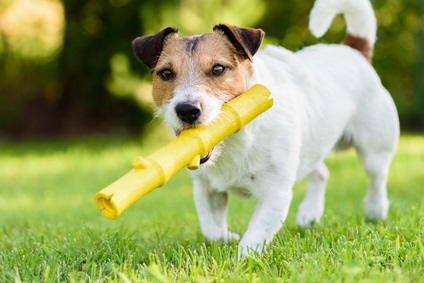 Dog Playing Fetch