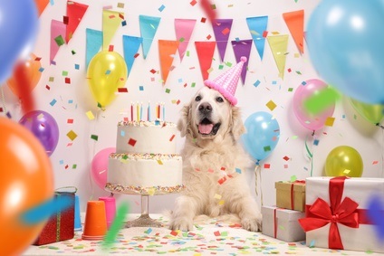 Happy Birthday Dog!
