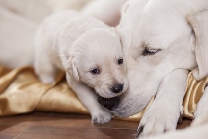 Mom Dog with Puppy