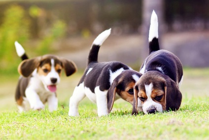 Puppies Eating Grass
