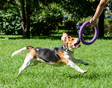 Tug of War Game