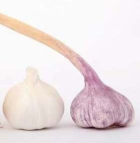 Garlic