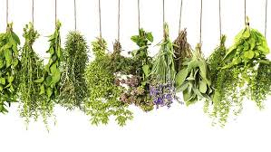 Herbs