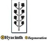 Hyacinth Symbol