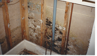 Mold and Mildew