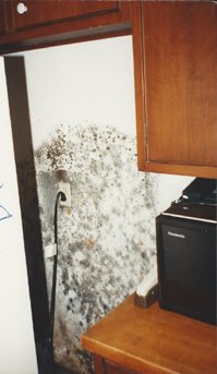 Mold from Water Damage