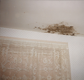 Mold from Water Damage