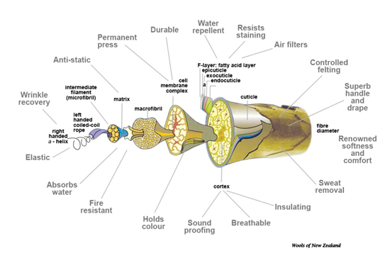 Structure of Wool