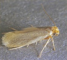 Moths in Area Rugs and Carpets