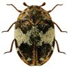 Adult Furniture Beetle