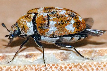 Adult Varied Carpet Beetle