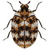 Adult Varied Carpet Beetle