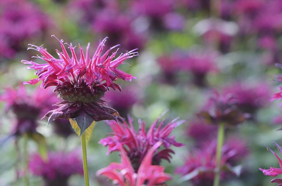 Bee Balm