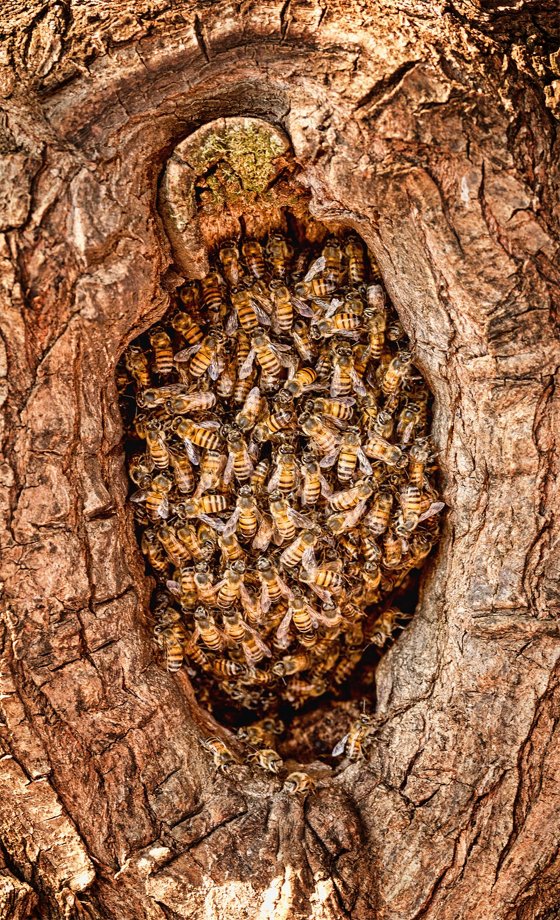 Bees Inside a Tree