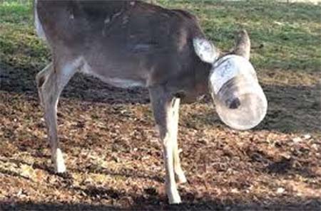 bottle on head of animal