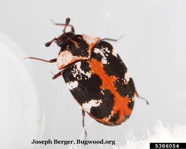 Common Carpet Beetle (Buffalo Carpet Beetle)