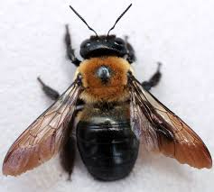 The Carpenter Bee