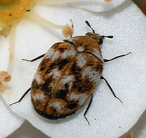 Carpet Beetle Adult