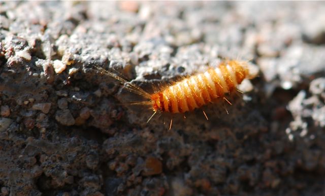 Carpet Beetle Larva