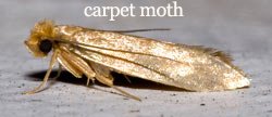 Carpet & Rug Moth