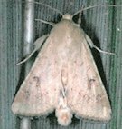 Casemaking Adult Moth