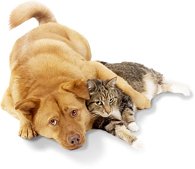 Cat and Dog