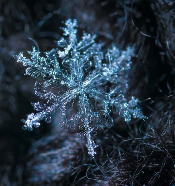 Closeup of Snowflake