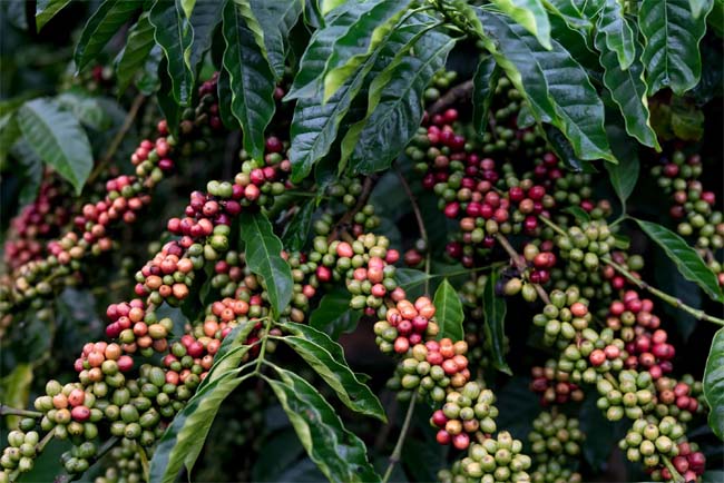 Coffee Tree