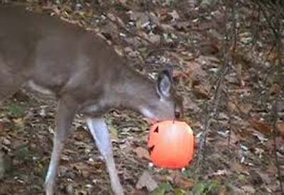 deer with jack o lantern on head