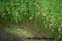 Hemp Plants