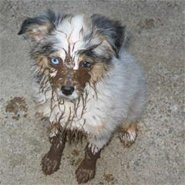 muddy dog on carpet