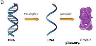 DNA to RNA to Protein