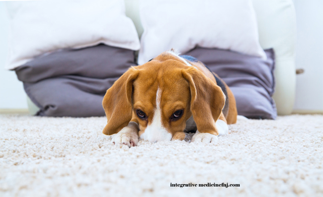 Dog Dander on Carpet