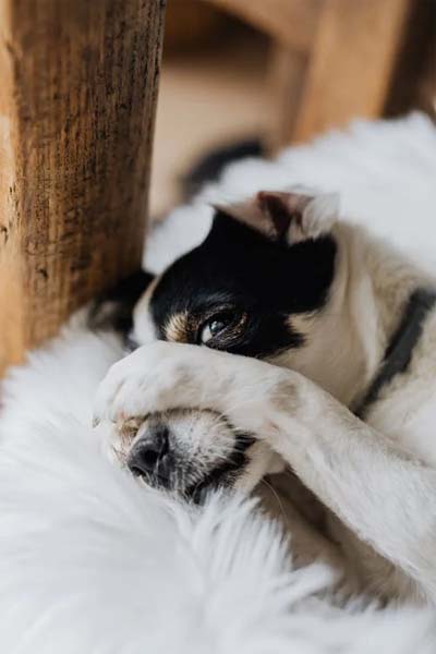 Dog With Paw Over Nose