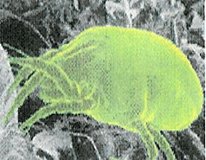 Dust Mite