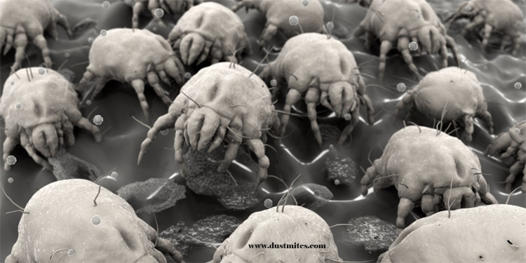 Dust Mites