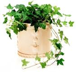 English Ivy