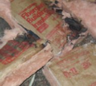 Mold from Water Damage