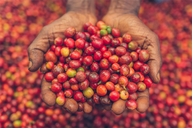 Fruits from Trees