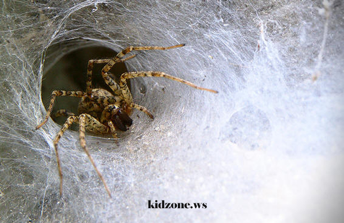 Funnel Web