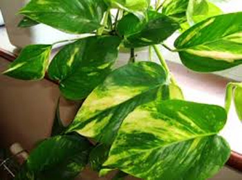 Goldon Pothos