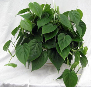 Heart Leaf Philodendron