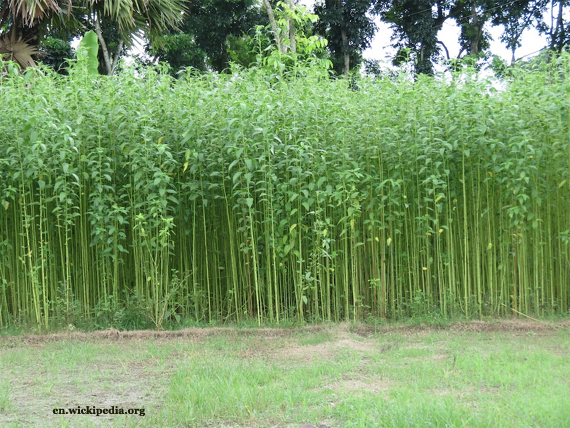 Jute Planted in Bangladesh