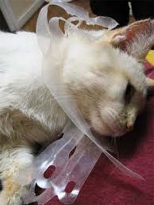 kitten enclosed by plastic