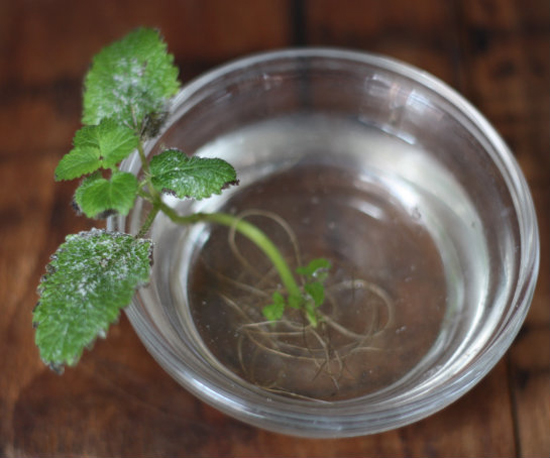 Lemon Balm in Water